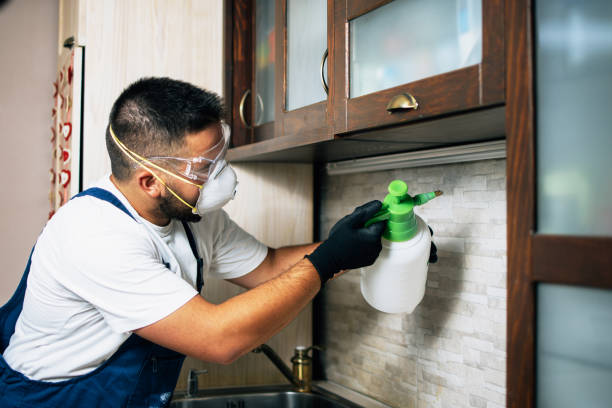 Best Pest Inspection Near Me  in Town And Country, MO