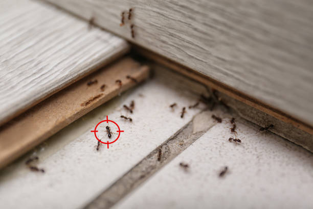 Best Wasp Removal Services  in Town And Country, MO