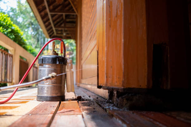 Best Ant Control Services  in Town And Country, MO