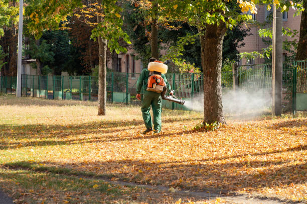 Best Flea Control Services  in Town And Country, MO