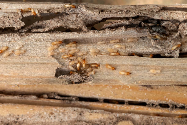 Best Termite Control Services  in Town And Country, MO